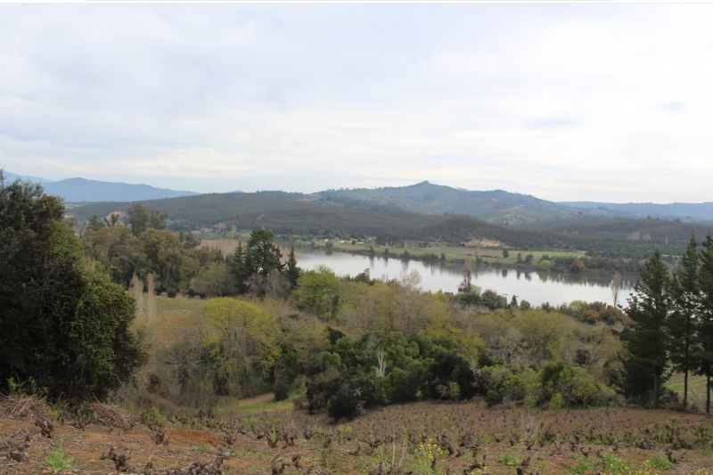 País: the humble Chilean grape’s glorious return