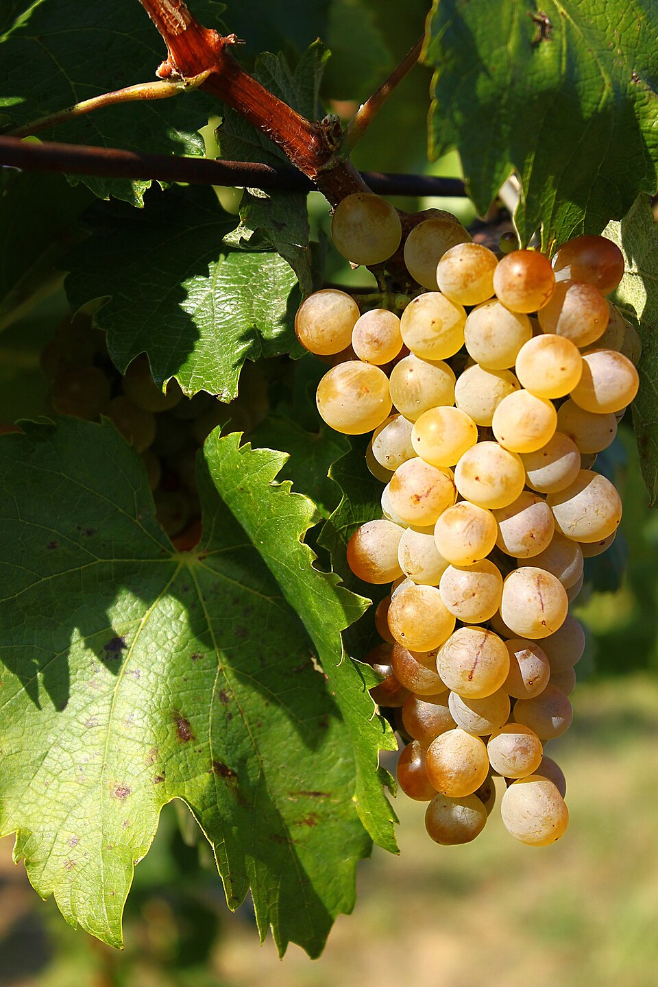 Furmint grape