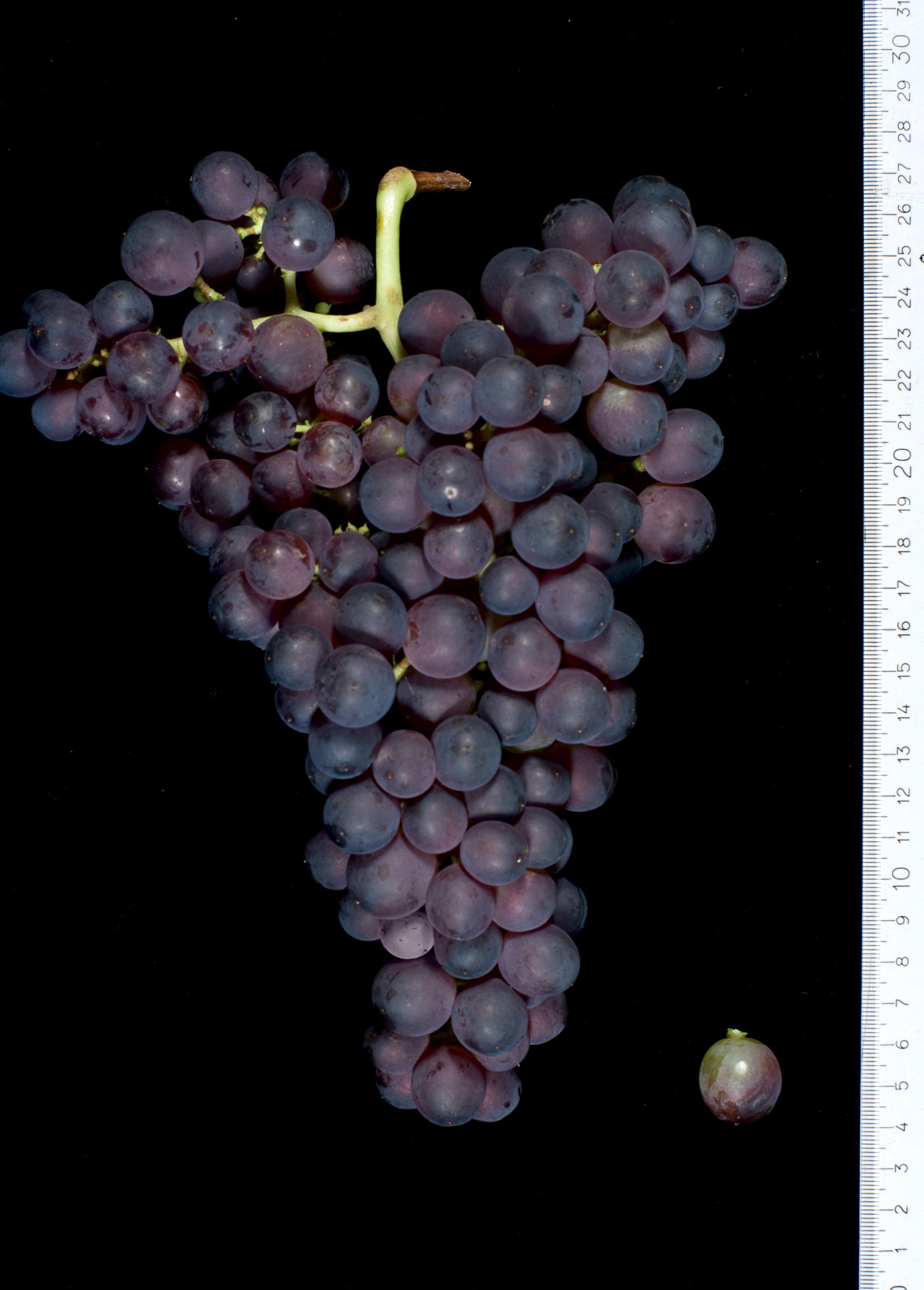 The French renaissance of ancient varieties