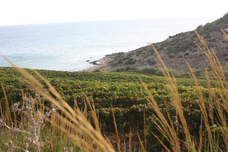 Italy’s living past: natural wine as a return to roots