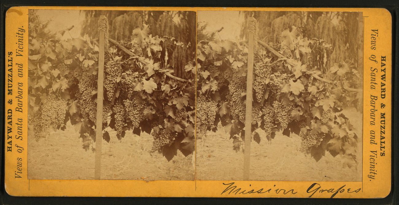 By Hayward & Muzzall -- New York Public Library ID G89F353_015F 1920px-Mission_grapes,_by_Hayward_&_Muzzall