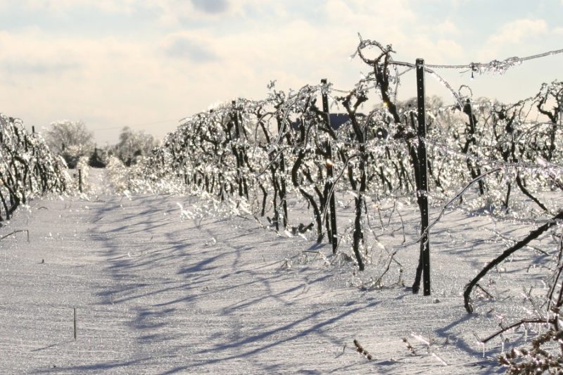 Hybrids and hope in Canada: cold‑climate grapes and climate change