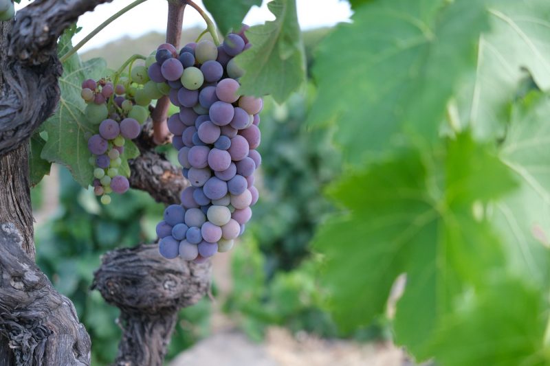 The volcanic soul of Sicily: a renaissance of indigenous grapes