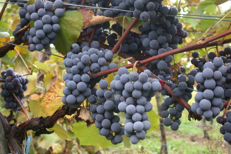 The liberation of Gamay: beyond Beaujolais Nouveau