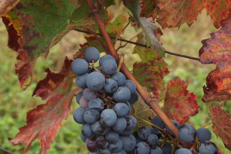 The high-altitude heroes: Alpine wines of Savoie and Valais