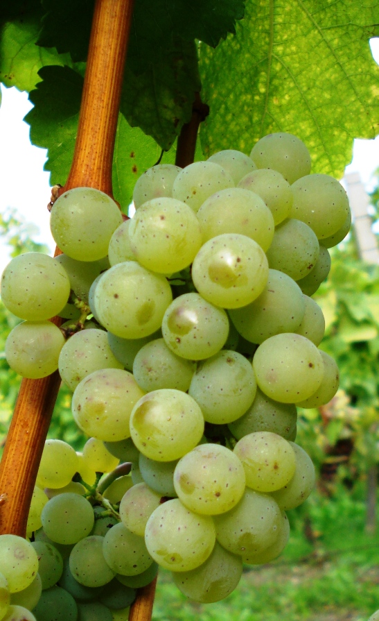 Forgotten German grapes and their surprising revival