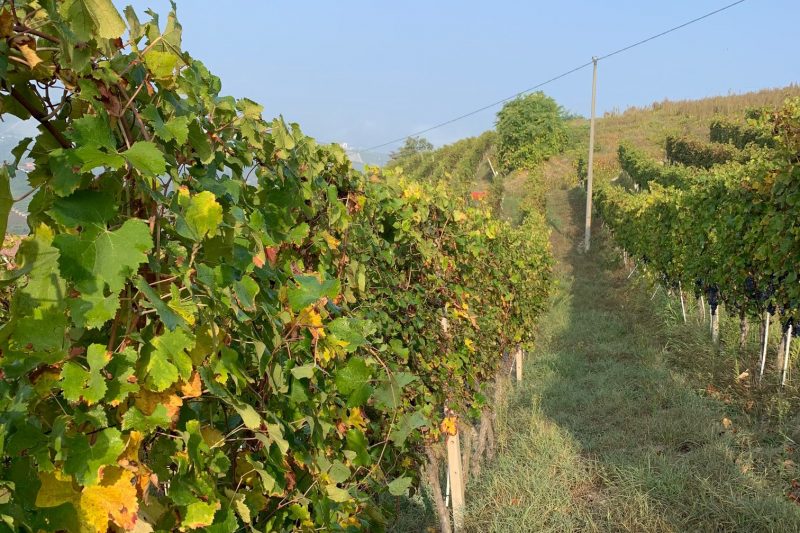 Vineyard archaeologists in Europe