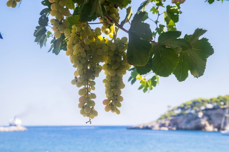 Greece’s ancient grapes: revival and global journey