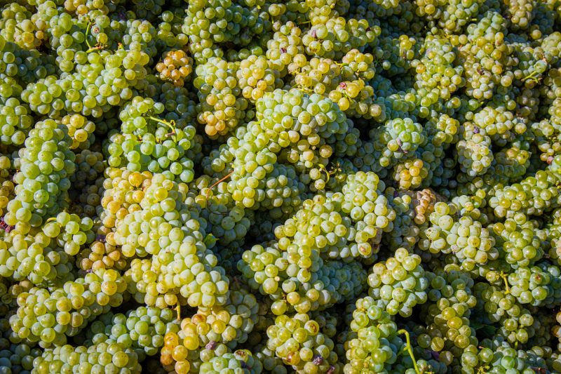 The English wine experiment: new grapes in the garden of England