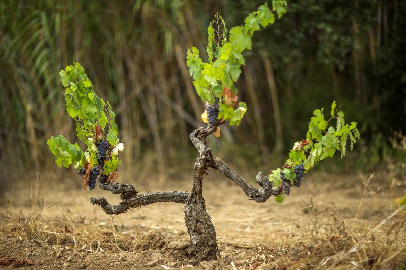 Rediscovered grapes and the future of diversity